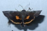 Noctua janthina