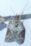 Nycteola siculana