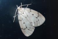 Paidia rica