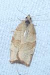 Pandemis cerasana