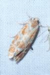 Rhyacionia pinicolana