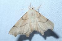 Ennomos erosaria