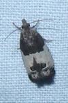 Spilonota ocellana