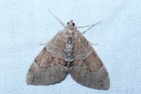 Thera obeliscata