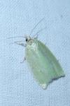 Tortrix viridana