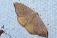 Watsonalla binaria