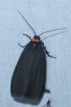 Atolmis rubricollis