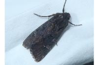 Aporophyla nigra
