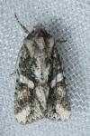 Dryobotodes eremita