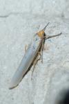 Eilema caniola