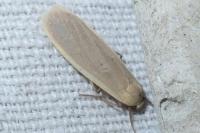 Katha depressa
