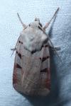Eugnorisma glareosa