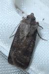 Agrotis trux