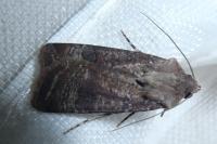 Agrotis trux