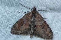 Thera obeliscata