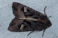 Trigonophora flammea
