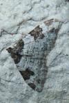 Xanthorhoe fluctuata