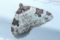 Xanthorhoe fluctuata