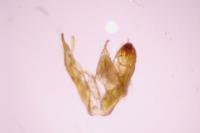 Emmelina monodactyla