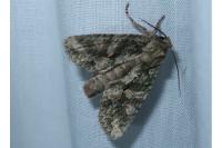 Dryobotodes eremita