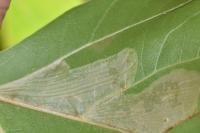 Phyllonorycter platani
