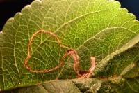 Lyonetia clerkella