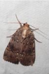 Amphipyra pyramidea