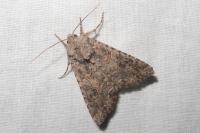 Anarta trifolii