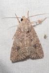 Anarta trifolii