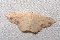 Cyclophora punctaria
