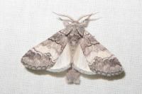 Drymonia querna