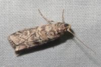 Dioryctria abietella