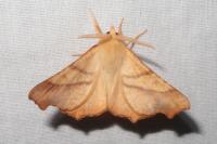 Ennomos fuscantaria