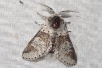 Furcula furcula