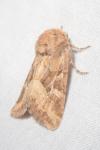 Luperina dumerilii