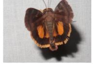 Noctua janthe