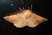 Colotois pennaria