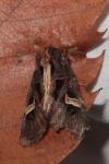 Trigonophora flammea