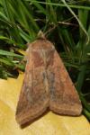 Helicoverpa armigera