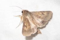 Helicoverpa armigera