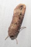 Agrotis ipsilon