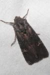 Aporophyla nigra