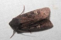 Aporophyla nigra