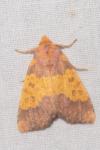 Tiliacea aurago