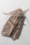 Dryobotodes eremita