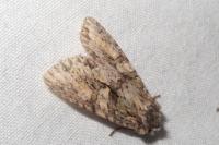 Dryobotodes eremita