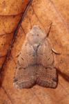Agrochola lychnidis