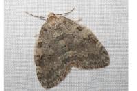 Epirrita