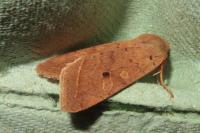 Leptologia macilenta