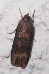 Agrotis ipsilon